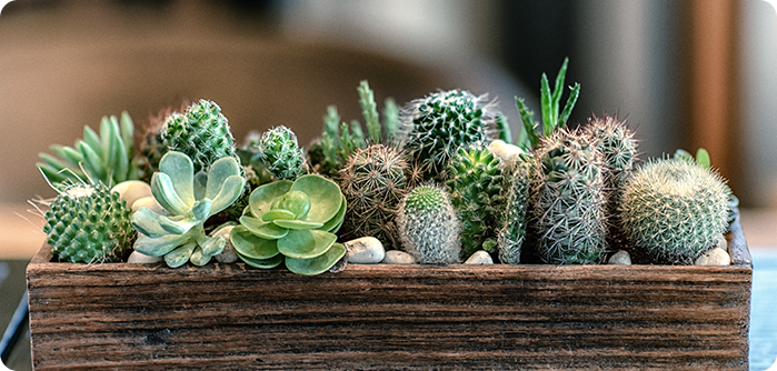 Succulent Plants, Varieties of Succulent Plants